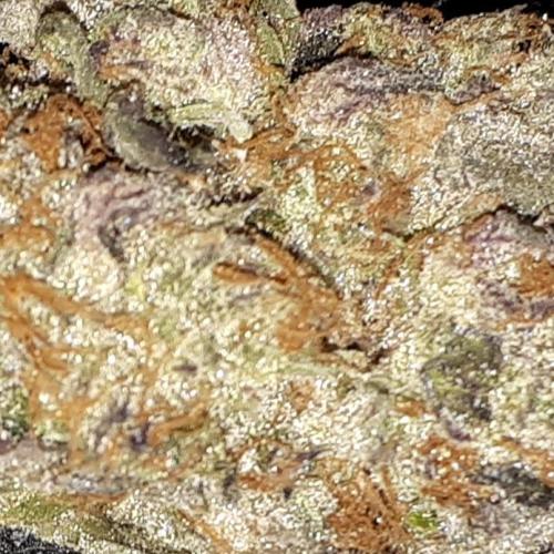 ILGM SEEDS GROW. Week 18