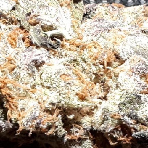 ILGM SEEDS GROW. Week 18