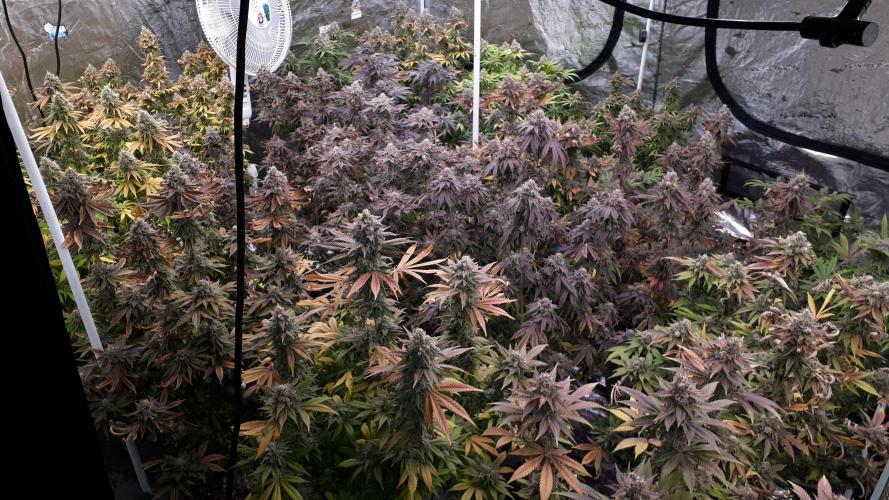 ILGM SEEDS GROW. Week 18