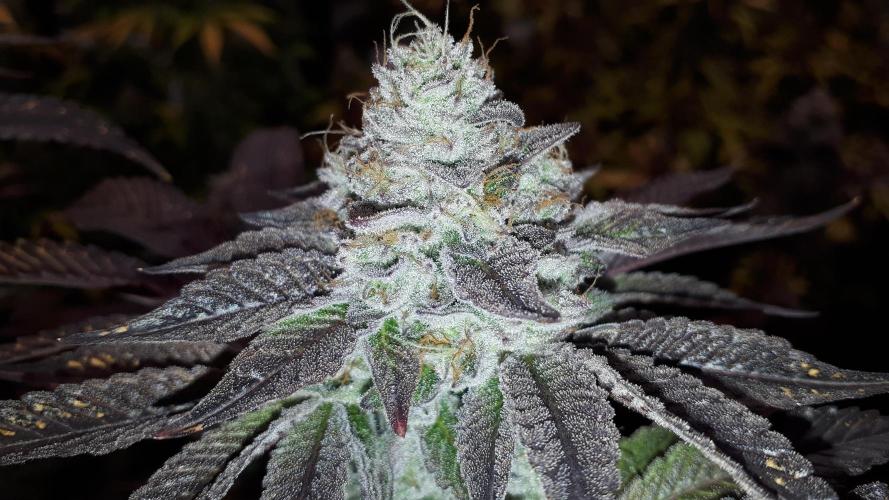 ILGM (COLORS BY CULTIVAR). Week 18