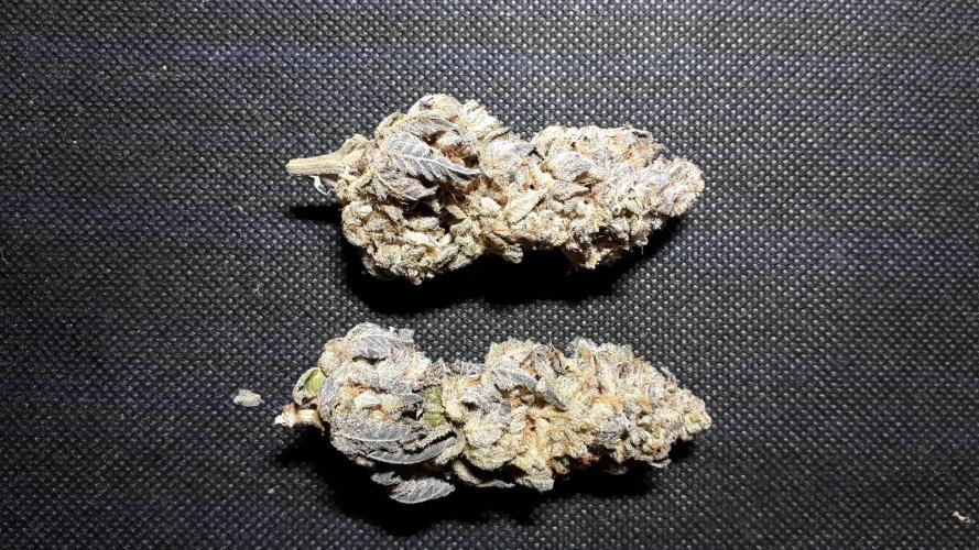 ILGM (COLORS BY CULTIVAR). Week 18