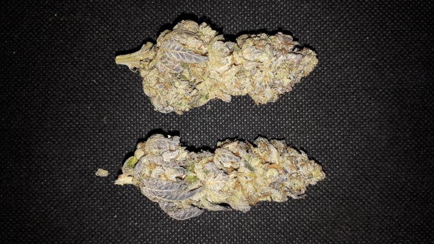 ILGM (COLORS BY CULTIVAR). Week 18