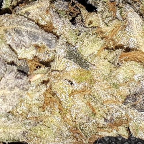 ILGM (COLORS BY CULTIVAR). Week 18