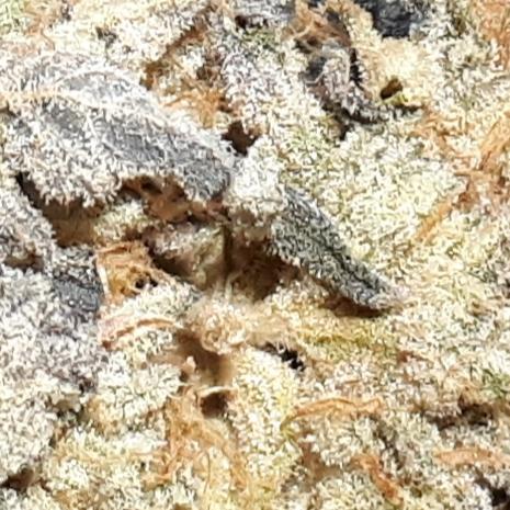 ILGM (COLORS BY CULTIVAR). Week 18