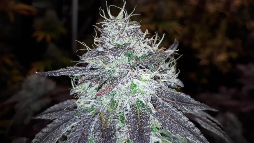 ILGM (COLORS BY CULTIVAR). Week 18