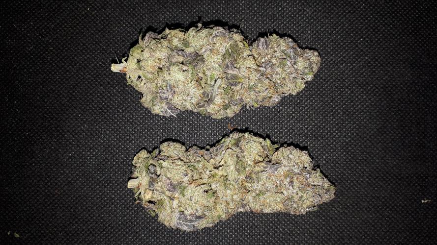 ILGM (COLORS BY CULTIVAR). Week 18