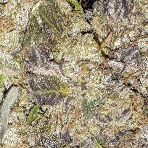 ILGM (COLORS BY CULTIVAR). Week 18