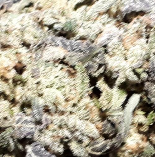 ILGM (COLORS BY CULTIVAR). Week 18