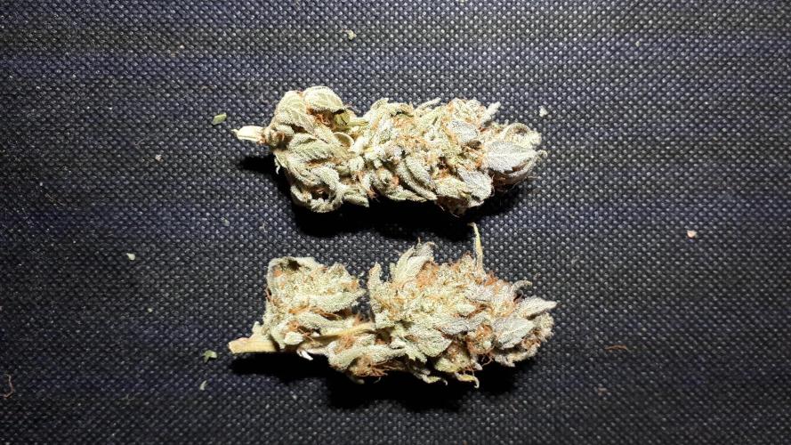 IGM SEEDS. GRAPE OCTANE. Week 17