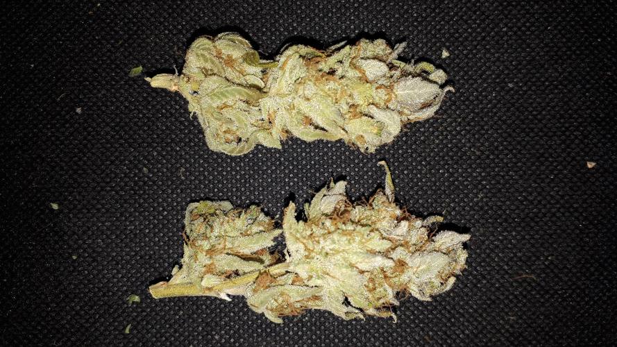 IGM SEEDS. GRAPE OCTANE. Week 17