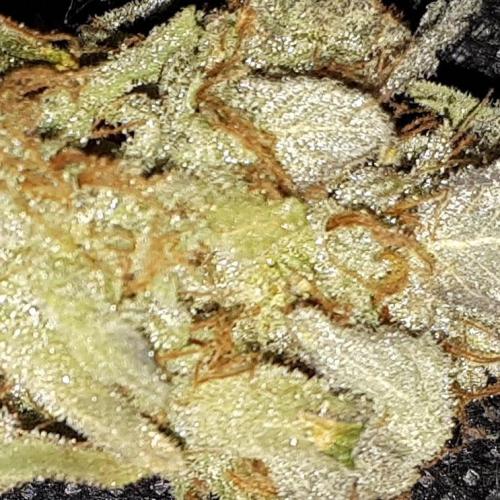 IGM SEEDS. GRAPE OCTANE. Week 17