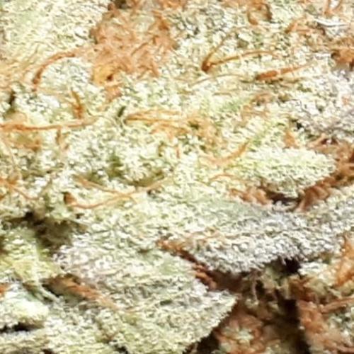 IGM SEEDS. GRAPE OCTANE. Week 17