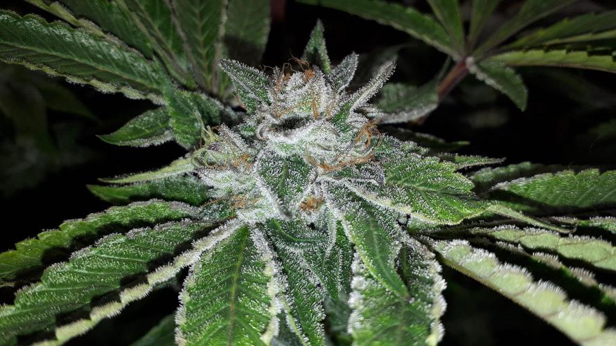 34 street seeds PINK KUSH. Week 18