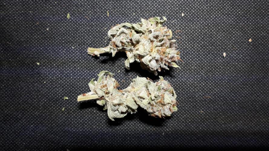 34 street seeds PINK KUSH. Week 18