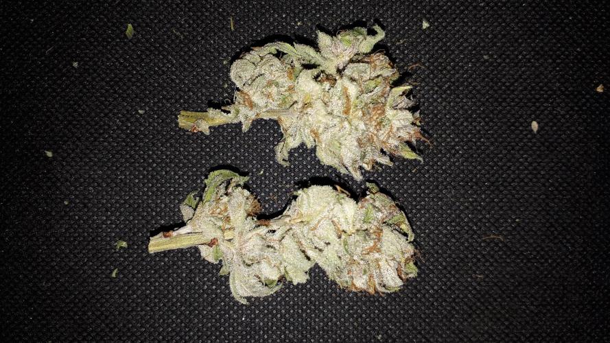 34 street seeds PINK KUSH. Week 18