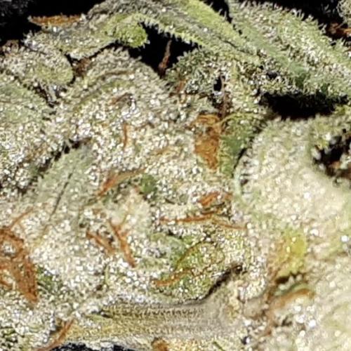 34 street seeds PINK KUSH. Week 18