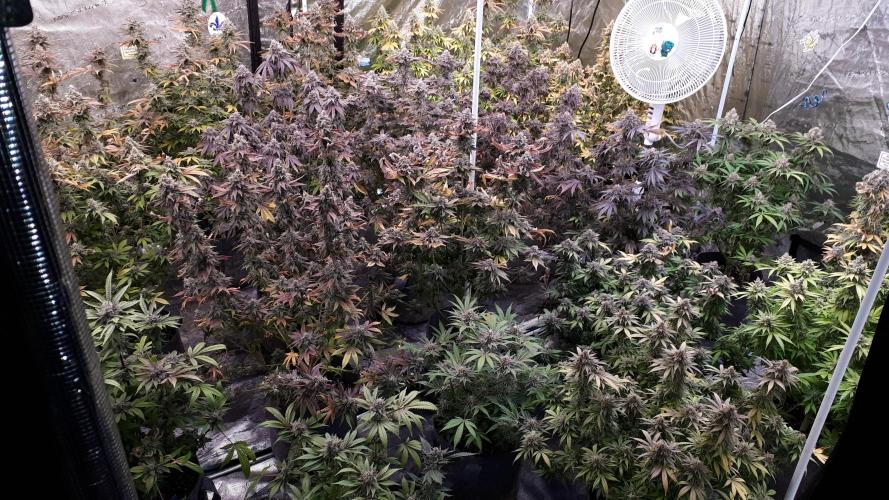 34 street seeds PINK KUSH. Week 18