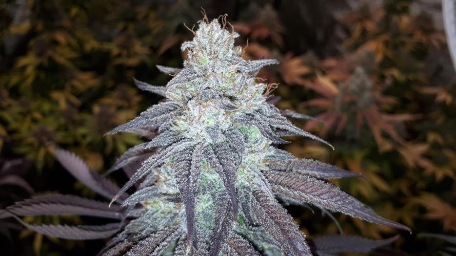 Seedsman seeds peyote wifi CBD. Week 18