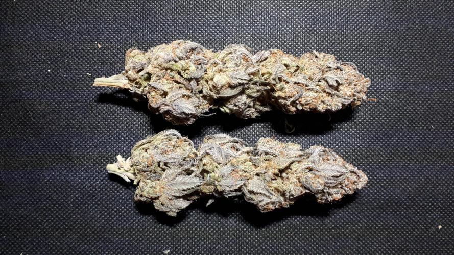 Seedsman seeds peyote wifi CBD. Week 18