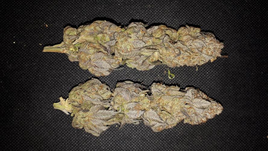 Seedsman seeds peyote wifi CBD. Week 18