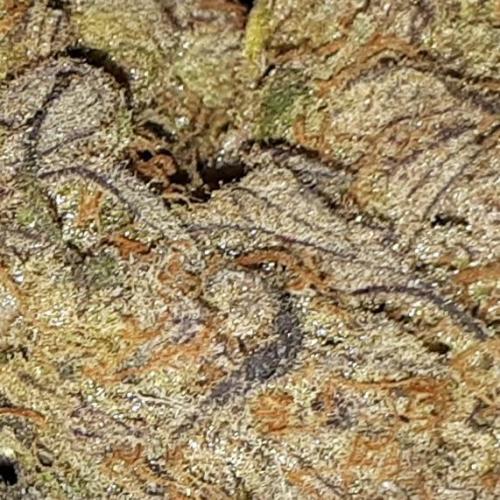 Seedsman seeds peyote wifi CBD. Week 18