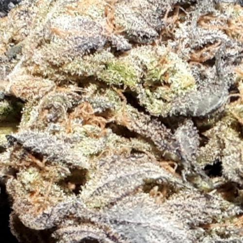 Seedsman seeds peyote wifi CBD. Week 18