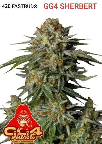 420 FASTBUDS PHOTOPERIODS GROW. Week 18