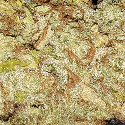 420 FASTBUDS PHOTOPERIODS GROW. Week 18