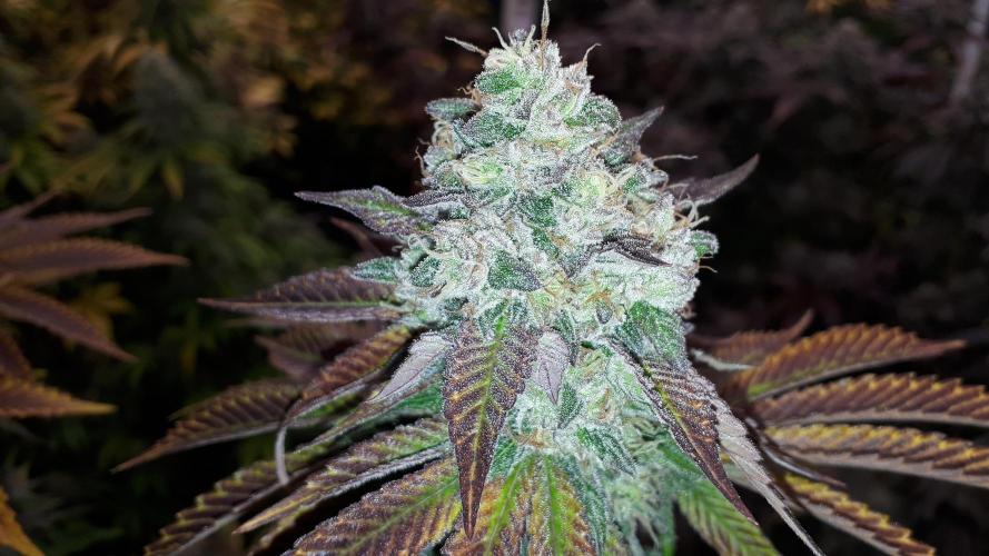 420 FASTBUDS PHOTOPERIODS GROW. Week 18