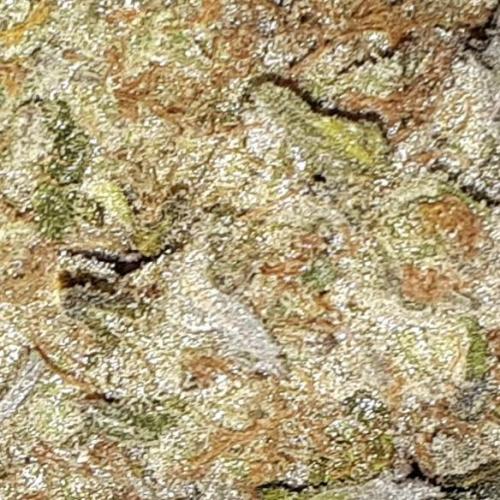 420 FASTBUDS PHOTOPERIODS GROW. Week 18