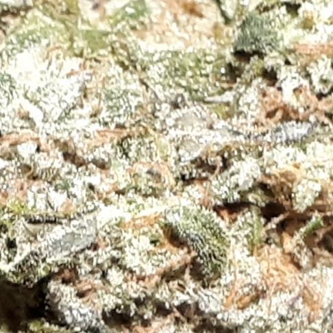 420 FASTBUDS PHOTOPERIODS GROW. Week 18