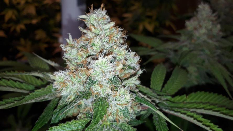 420 FASTBUDS PHOTOPERIODS GROW. Week 18