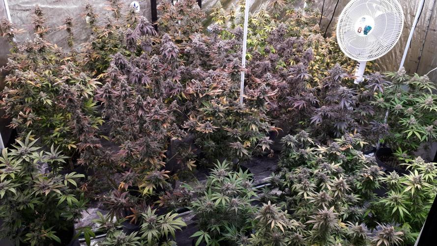 420 FASTBUDS PHOTOPERIODS GROW. Week 18