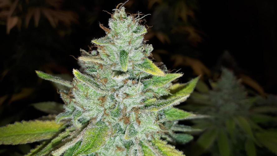 420 FASTBUDS PHOTOPERIODS GROW. Week 18