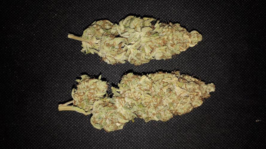 420 FASTBUDS PHOTOPERIODS GROW. Week 18