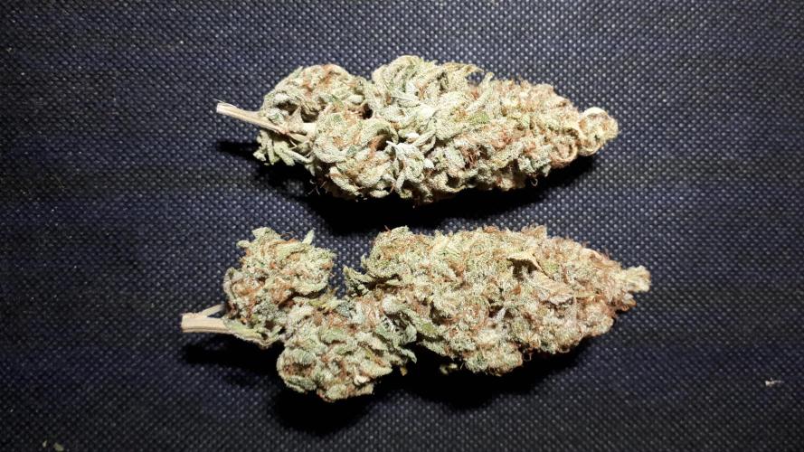 420 FASTBUDS PHOTOPERIODS GROW. Week 18