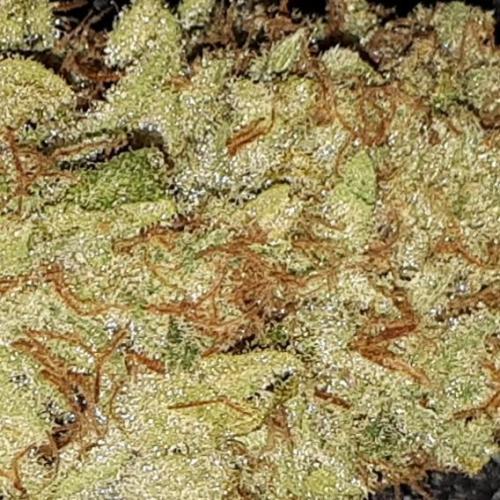 420 FASTBUDS PHOTOPERIODS GROW. Week 18