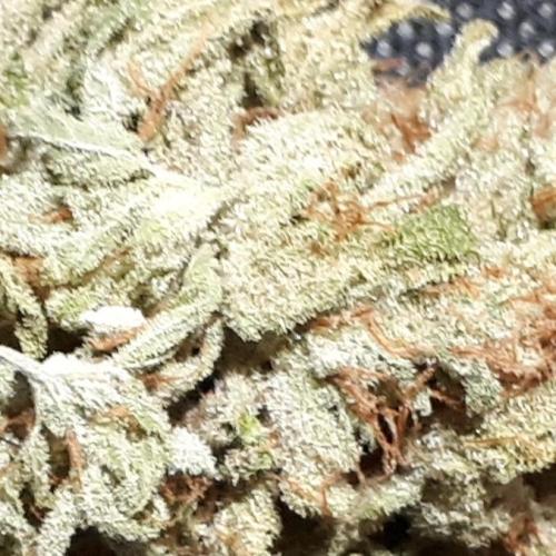 420 FASTBUDS PHOTOPERIODS GROW. Week 18