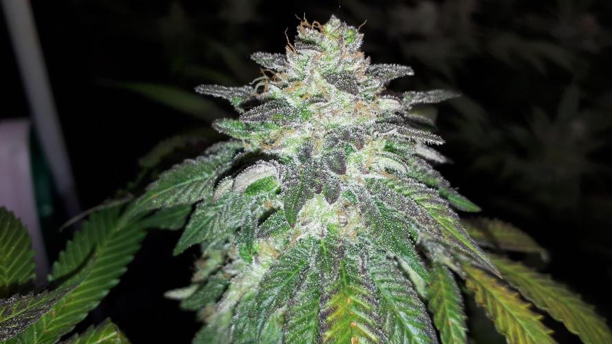 420 FASTBUDS PHOTOPERIODS GROW. Week 18