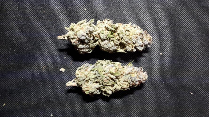 420 FASTBUDS PHOTOPERIODS GROW. Week 18