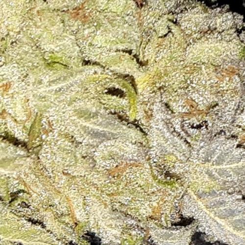 420 FASTBUDS PHOTOPERIODS GROW. Week 18