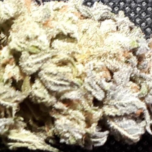 420 FASTBUDS PHOTOPERIODS GROW. Week 18