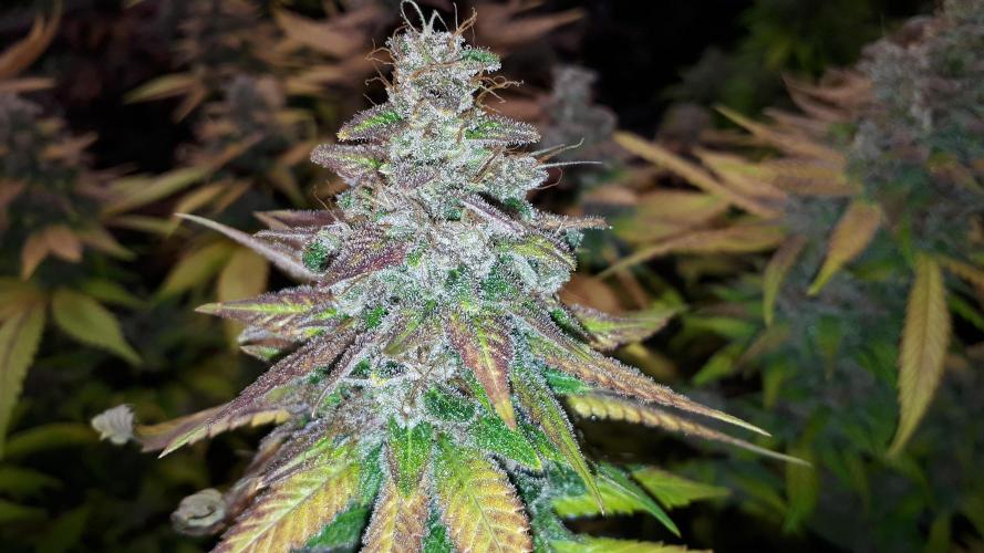 420 FASTBUDS PHOTOPERIODS GROW. Week 18