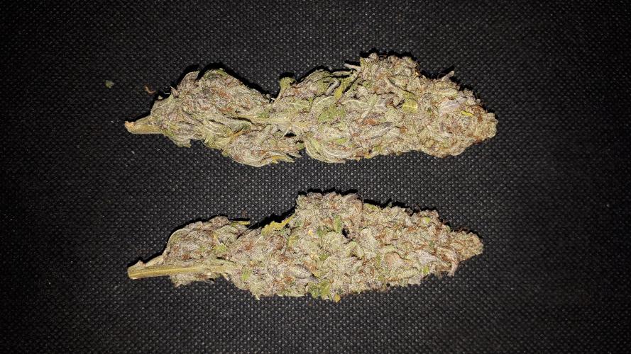 420 FASTBUDS PHOTOPERIODS GROW. Week 18