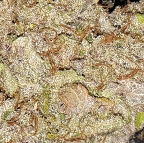 420 FASTBUDS PHOTOPERIODS GROW. Week 18