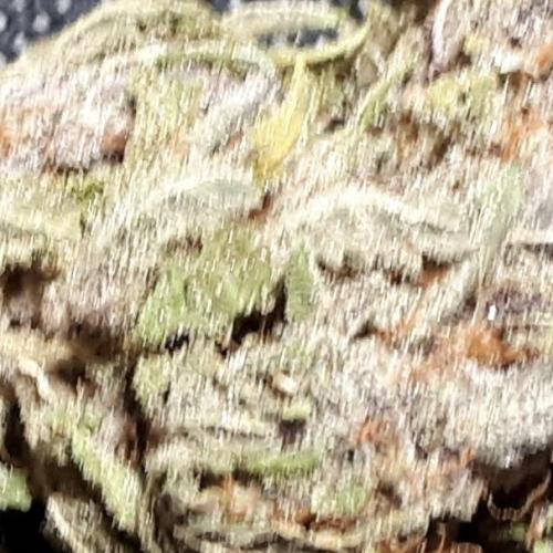 420 FASTBUDS PHOTOPERIODS GROW. Week 18