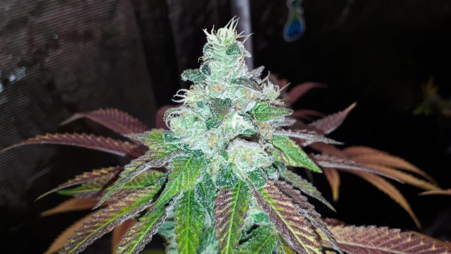 420 FASTBUDS PHOTOPERIODS GROW. Week 18