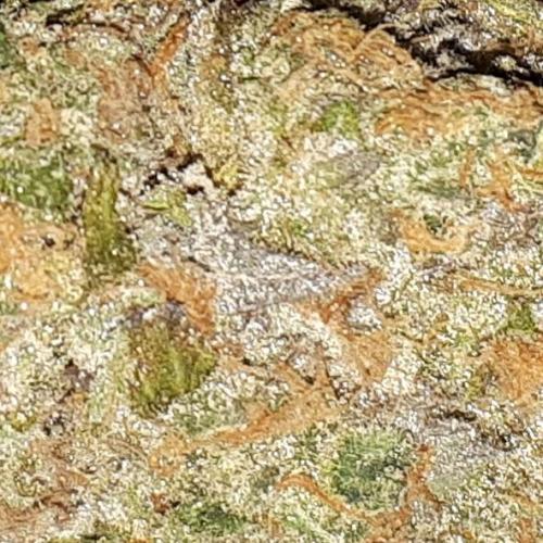 420 FASTBUDS PHOTOPERIODS GROW. Week 18