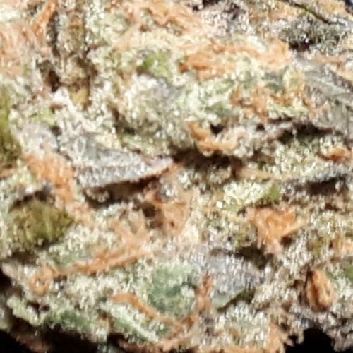 420 FASTBUDS PHOTOPERIODS GROW. Week 18