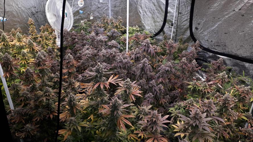 420 FASTBUDS = PAPAYTON. Week 0